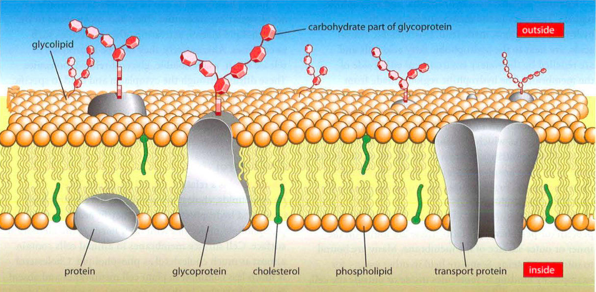 What Do Carrier Proteins Allow Through